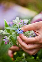 Borago officinalis - Cueillette de bourrache, fleurs comestibles