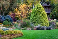 Parterre d'automne mixte avec Acer x conspicuum Phoenix à Foggy Bottom, Bressingham Gardens.