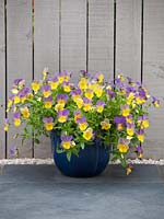 Viola 'Laura' série Bonnie Lassies, fleurs panachées jaunes et violettes plantées en pot. Juin. Été.