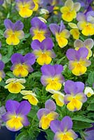 Viola 'Laura' Bonnie Lassies series, fleurs panachées jaunes et violettes. Juin. Été.