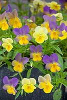 Viola 'Laura' Bonnie Lassies series, fleurs panachées jaunes et violettes. Juin. Été.