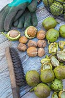 Une collection de noix anglaises décortiquées - Juglans regia, prêtes à être nettoyées avec une brosse métallique