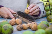 Nettoyage des noix anglaises - Juglans regia avec une brosse métallique
