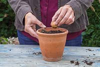 Plantation d'un noyer anglais - Juglans regia dans un pot en terre cuite