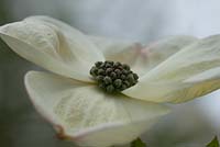 Cornus nuttallii - Cornouiller occidental, bractées florales blanches. The Place For Plants, Suffolk, avril.