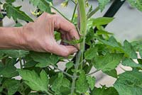Pincer les pousses latérales de Tomate 'Gardener's Delight'