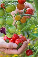 Récolte de tomates 'Délice du jardinier'