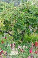 Malus - vieux pommier chargé de fruits, sous-planté d'Antirrhinum - le jardin clos de Mells, Somerset