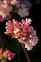 Viburnum bodnantense 'Dawn'