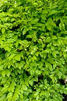 Ligustrum sinensis 'Citron et citron vert'