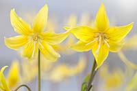 Erythronium Citronella, langue de Adder. Vivace, mai. Bouchent le portrait de fleurs jaunes.
