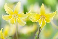 Erythronium Citronella, langue de Adder. Vivace, mai. Bouchent le portrait de fleurs jaunes.