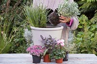 Enlever Euphorbia characias 'Glacier Blue' du pot