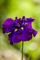 Iris ensata 'Foreign Intrigue' bauer and coble 1995, un énorme iris tétraploïde bleu violet en coloration. Marwood Hill, Devon: Collection nationale d'iris ensata