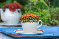 Nertera granadensis planté dans une tasse de thé aux couleurs assorties