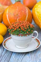 Nertera granadensis planté dans une tasse de thé aux couleurs assorties, accompagné de courges et de citrouilles