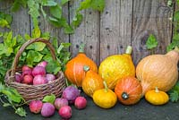 Présentoir automnal de pommes Windfall dans un panier en osier accompagné de courges, citrouilles et Humulus lupulus 'Golden Tassels'