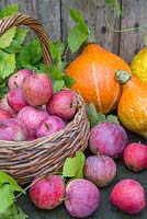 Présentoir automnal de pommes Windfall dans un panier en osier accompagné de courges, citrouilles et Humulus lupulus 'Golden Tassels'