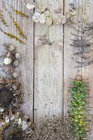 Affichage tête de graine mixte de Crocosmia, l'honnêteté, Phacelia, Acanthus, Allium, artichaut, coquelicots et Nigella damascena sur fond de bois
