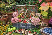 Exposition automnale de cynorhodons, capitules de fleurs d'hortensia, pommes de crabe sauvages, Pyracantha, Acer miniatures et baies de prunelles