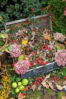 Exposition automnale de cynorhodons, capitules de fleurs d'hortensias, pommes de crabe sauvages, baies de Pyracantha et de prunelles