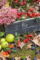 Affichage automnal de cynorrhodons, capitules de fleurs d'hortensia, pommes de crabe sauvage et feuilles de chêne anglais