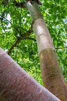 Betula utilis ssp. albosinensis