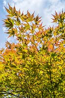 Acer palmatum - Feuilles d'érable japonaises