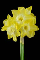 Narcisse 'Verdin' - Division 7 Jonquilla. À mesure que la fleur vieillit, le centre devient blanc crème