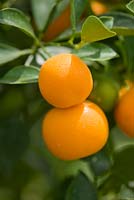 Citrus mitis - musc lime, panama orange, calamondin orange. Piante Faro, Sicile