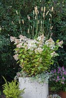 Un pot d'automne avec Ajuga reptans 'Burgundy Glow', Pennisetum massaicum 'Red Bunny Tails', Hydrangea paniculata 'Grandiflora' et Variegated Ivy