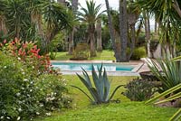 Vue sur piscine avec agave, Rosa Fortuniana en premier plan, Washingtonia Robust et autres arbres tropicaux derrière.