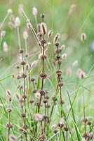 Phlomis et Pennisetum 'Boutons rouges '. Seedheads, août. Dorset