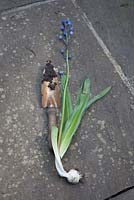 Hyacinthoides hispanica - Bluebell espagnol montrant le gros bulbe. De plus en plus de mauvaises herbes dans le jardin de la ville de Londres, peut menacer la jacinthe des bois au printemps