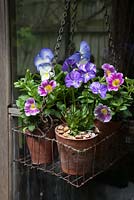 Alto 'Columbine' - fleurs mauves violettes et rayures blanches. Alto 'Blue Moon' bleu et blanc fleurit avec oeil jaune et pétunia bleu et veine rose dans de petits pots en terre cuite