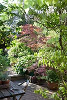 Jardin de ville en mai. Glycine au premier plan, table et chaise sur terrasse en bois, Acer rouge - érable japonais. Tulipa en pots