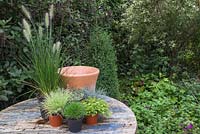 Ingrédients nécessaires à la création d'un pot d'automne avec Pennisetum alopecuroides 'Hameln', Festuca glauca, Thymus x citriodorus 'Archer's Gold' et Thymus vulgaris 'Silver Posie'