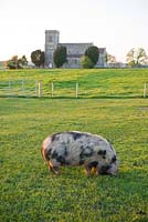 L'église paroissiale de St Jean le Baptiste et le cochon kunekune. Ferme de Farrington, Somerset