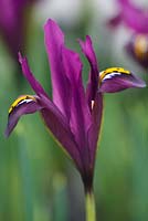 Iris reticulata 'JS Dijt '. Jacques Amand, Middlesex