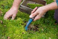 Rassembler la mousse de pelouse