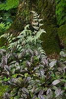 Ajuga reptans - Tapis Bugleweeds, Athyrium - Plantes de fougère et tronc d'arbre à feuilles caduques recouvert de Bryophyta verte - Mousse dans le jardin en été