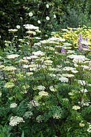 Cenolophium denudatum - mi-été - RHS Wisley Garden
