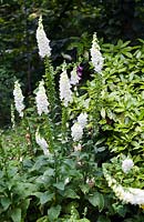 Digitalis purpurea - mi-été - Cambridge University Botanic Garden