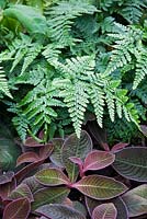 Davallia trichomanoides et Hoffmannia refulgens - septembre - Jardin botanique de Copenhague, Danemark