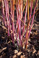 Thalictrum flavum subsp. glaucum 'Tukker Princess' provient de l'hiver. Prairie jaune à feuilles glauques rue