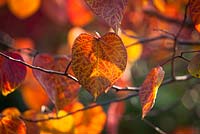 Cercis canadensis 'Pensée forestière' syn. Cercis canadensis 'Purple Leaf' en couleur d'automne. Redbud 'Forest Pansy'