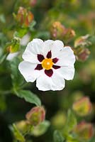 Ciste 'Snow Fire' - rose des rochers. Synonymes: Cistus albidus 'Snow Fire', Cistus 'Snowflake'