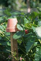 Protection des fruits avec filet et pots de fleurs. Fraises 'vibrantes' - fraisier fragaria x ananassa sous filet anti-oiseaux