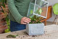 Placez soigneusement la cage de verre sur les plantes en faisant attention de ne pas les endommager