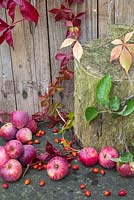 Présentoir automnal avec vigne vierge, pommes exceptionnelles et cynorhodons